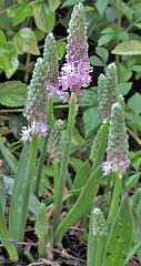 Chinese squill