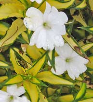 Sunpatiens Spreading White