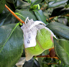 Camellia seed pod