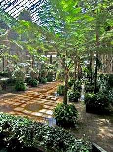 Tree Ferns