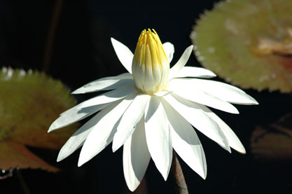 Tropical Water Lily