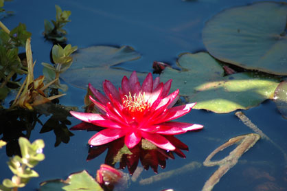 Tropical Water Lily