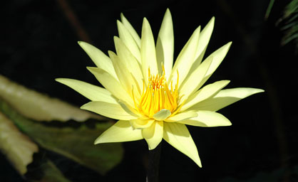 Tropical Water Lily