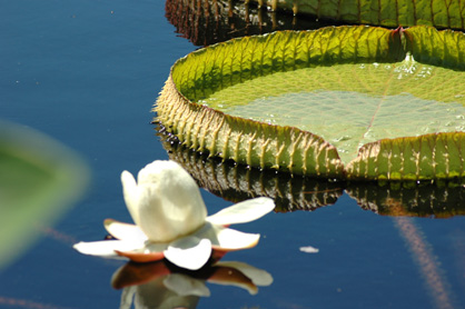 Victoria water lily, Longwood Gardens