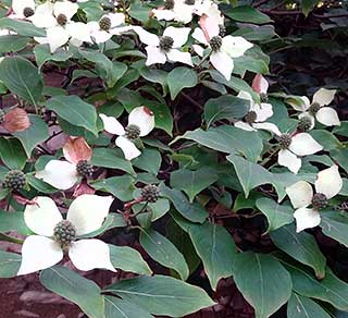 Kousa Dogwood