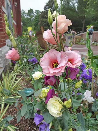 Lisianthus