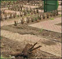 Removing the maze