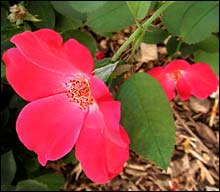 'Home Run' rose