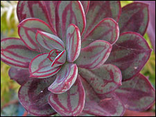 Echeveria nodulosa