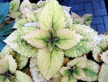 Coleus 'Honey Crisp'