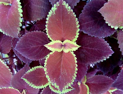 Coleus 'Redhead'