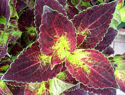 Coleus 'Dipt in Wine'