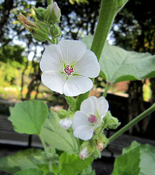 Marsh Mallow