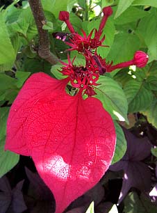 Mussaenda 'Red Flag'