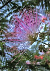 Minosa