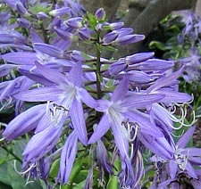 Hosta yingeri flowers