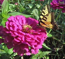 Swallowtail butterfly