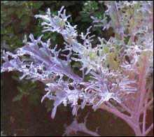 Kale 'Red Peacock'