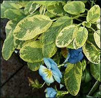 Golden Sage