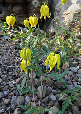 Clemantis tibetana subsp. vernayi