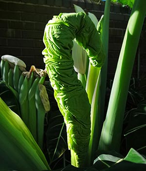 Newly formed elephant ear