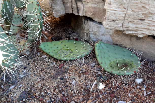 Prickly Pear pads