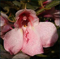 Garden Balsam