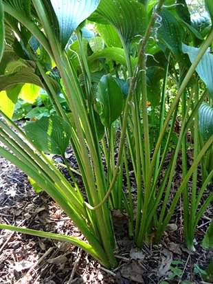 Jade Cascade Hosta