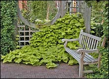 An overflowing sweet potato vine 