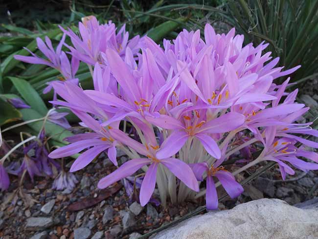 Autumn Crocuses (Colcicum)