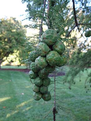 Hanging Cones of Bald Cyprus