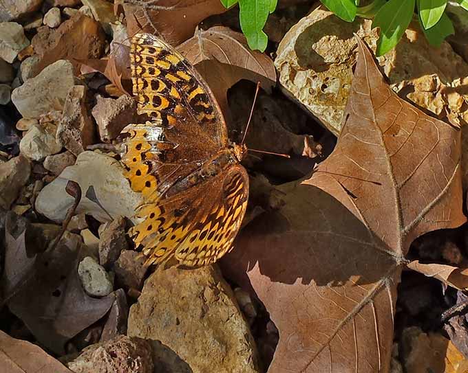 Great spangeld fritillary butterfly