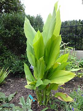 Tumeric plant