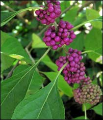 Beauty Berry