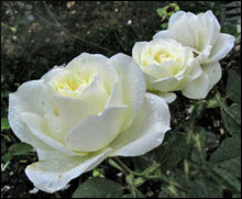 Moondance Rose