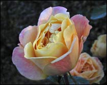 Strike It Rich rose