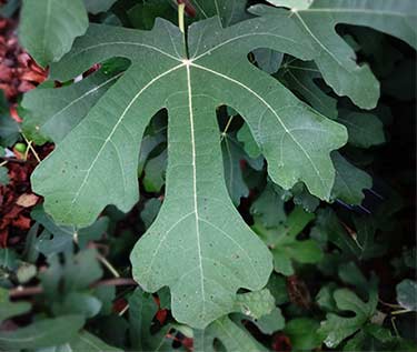 Fig Leaf