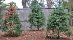 Three Pines