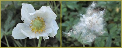 Snow Drop Anemone