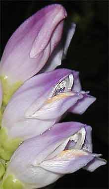 Turtlehead 