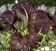 Swiss Chard