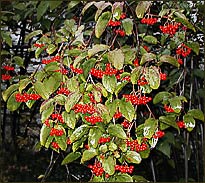 Tea Viburnum