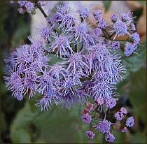 Mist Flowers