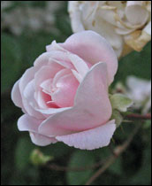 Polyanthus rose 'Marie Pavie'