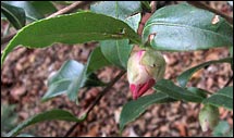 Camellia 'Winter's Star'