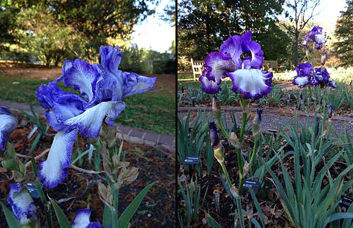 Reblooming Irises: 'Queen Dorothy' (left), 'Double Shot' (right)