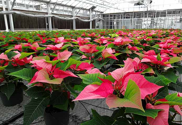 Poinsettias being grown in greenhouse of 2014 holiday show