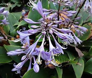 Hosta Tardiflora