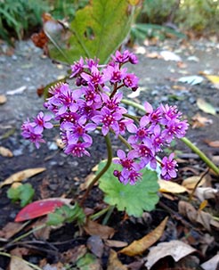 Umbrella Plant (Darmera peltata)