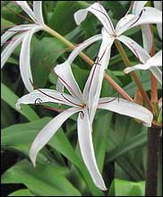 Florida swamp lily 
